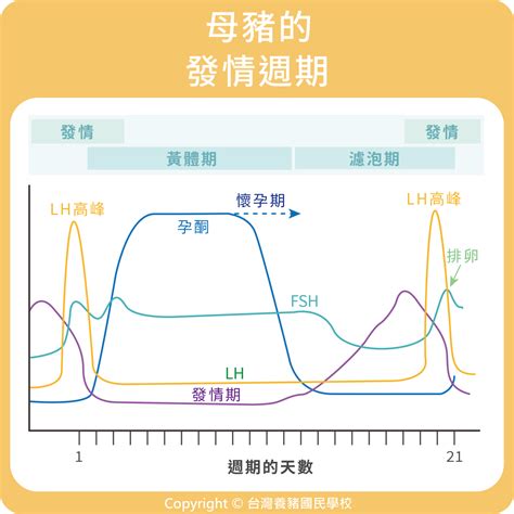 母豬|母豬｜80. 母豬的發情週